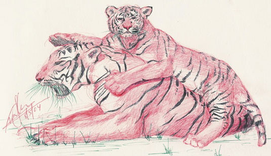 Bengal Tiger and Tiger Cub Drawing