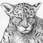 Drawing of American Jaguar done in Pencil by Evan