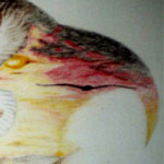 Drawing of Eagles done in Prisma color pencils by Evan Islam