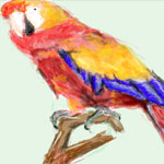 Parrot drawn in Facebook Graffiti by Evan Islam