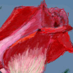 Red Rose drawn in Facebook.com Graffiti by Evan Islam