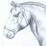Sketch of Horse by Evan | Animal Study