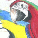 Drawing of Parrots done in Prisma color pencils by Evan Islam