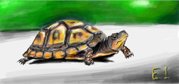 Giant Turtle Drawing
