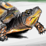 Giant Turtle drawn in Facebook Graffiti Application by Evan Islam