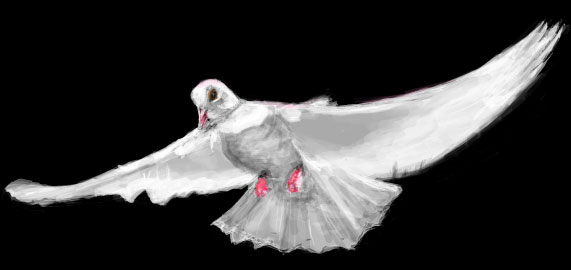 White Dove Drawing