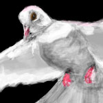 White Dove drawn in Facebook.com Graffiti by Evan Islam