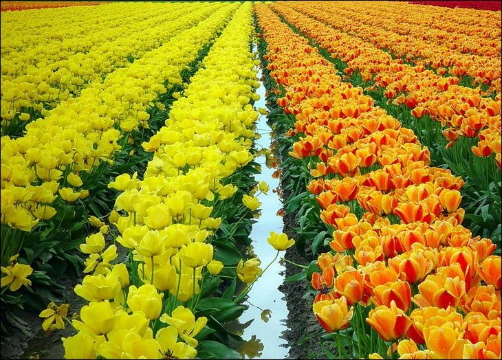 Tulips in rain