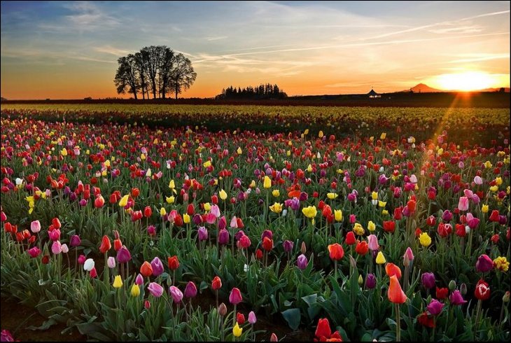Endless tulips
