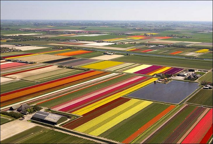 Aerial view of tulip farms 