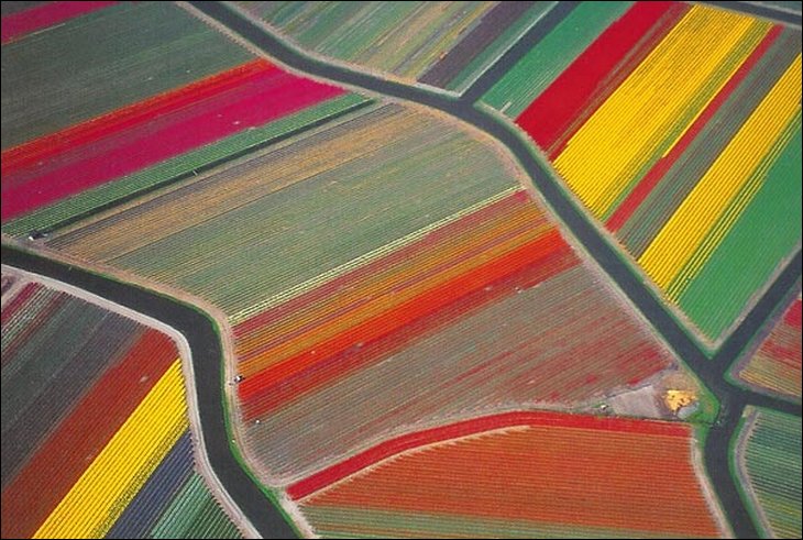 Aerial view of endless tulip farms