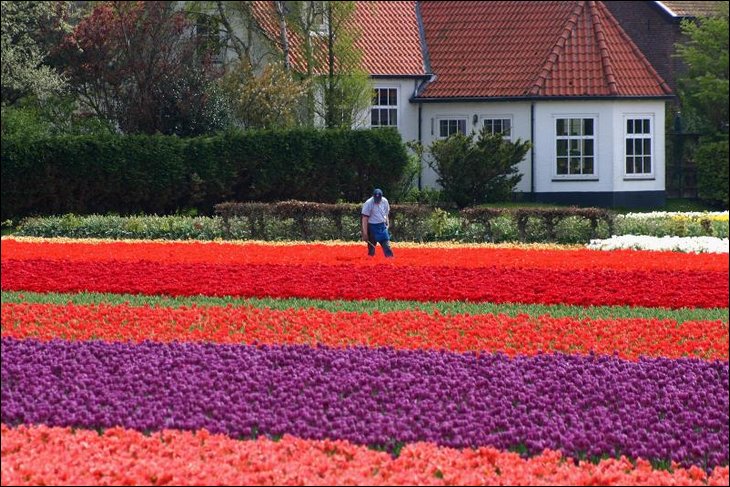 Farmer watering tulips