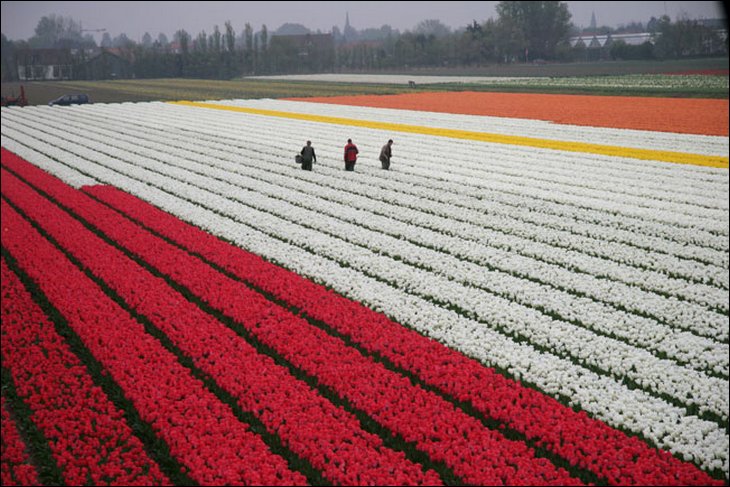 Rows and rows of tulips in a farm