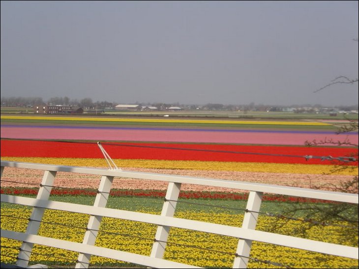 Tulips farm