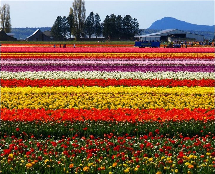 Farmers working in tulips field
