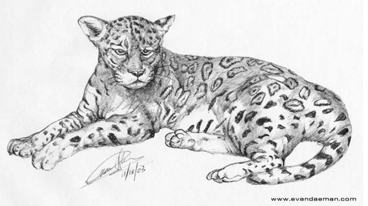 American Jaguar by Evan Islam