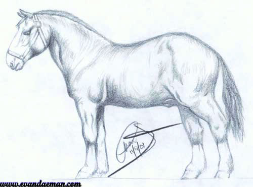 Horse Sketch