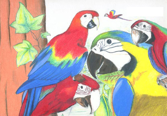 Parrots