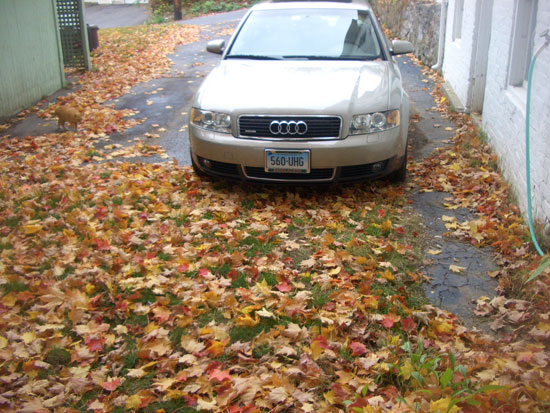 Leaves on the ground