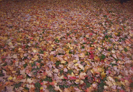 Leaves on the Ground