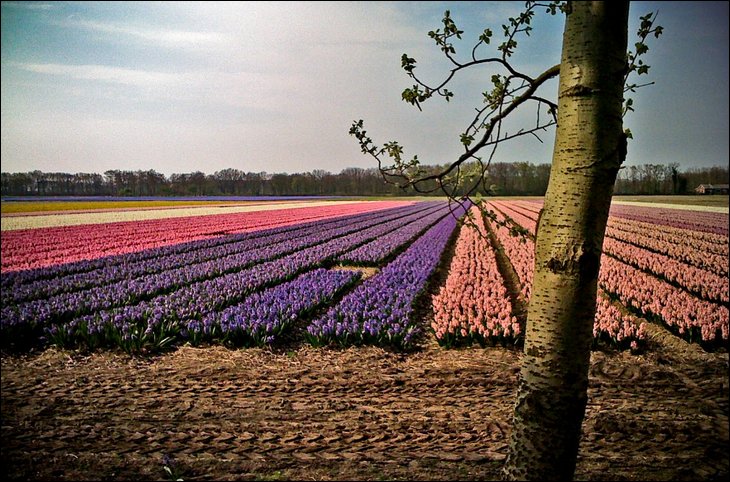 Purple tulips