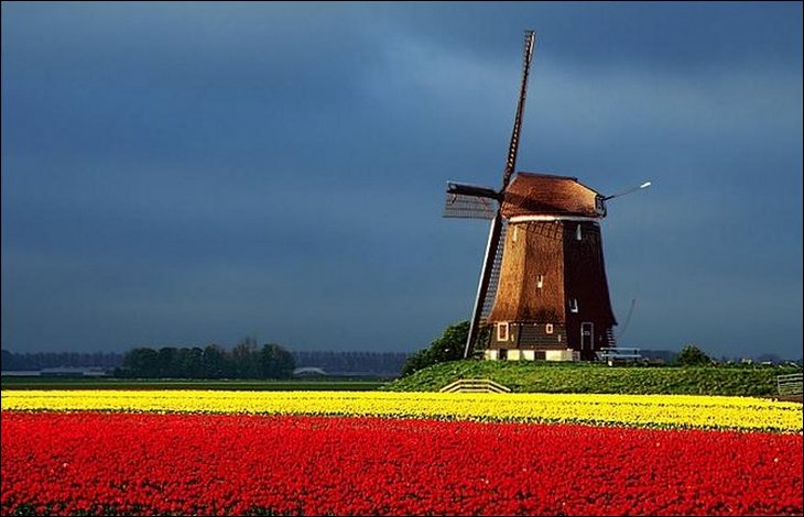 Bright tulip colors