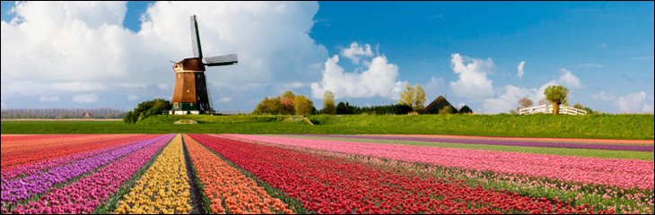 Rows of tulips in a farm organized by colors