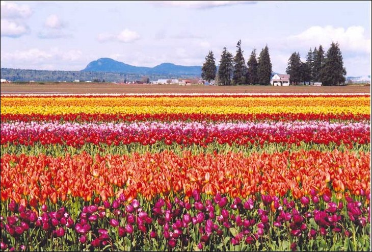 beautiful tulips in rows