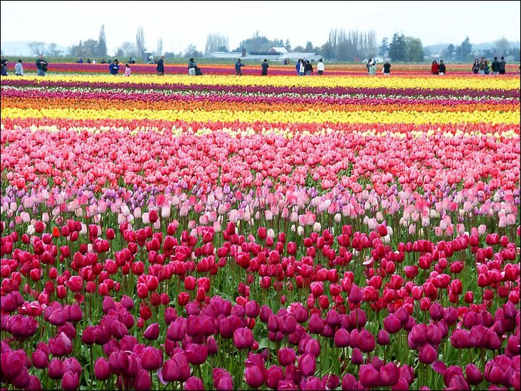 Colorfull tulips garden